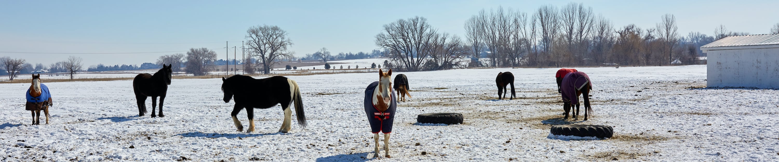 Horses wearing blankets in snowy pasture